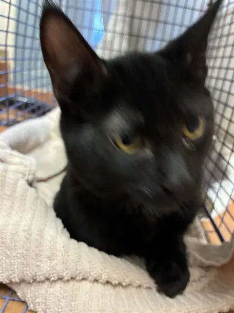 Crudo - Domestic Short Hair