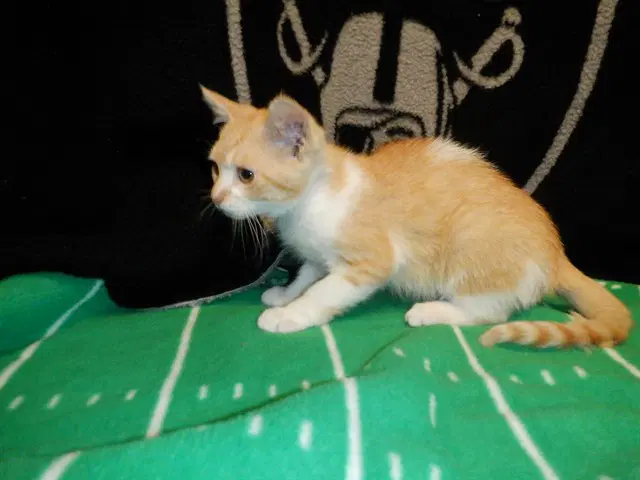 Jacoby - Domestic Short Hair