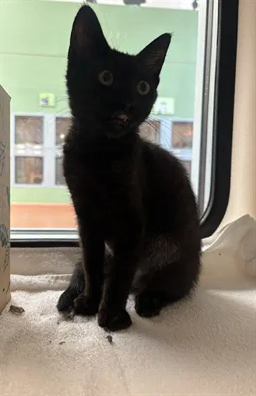 Neow Neow - Domestic Short Hair