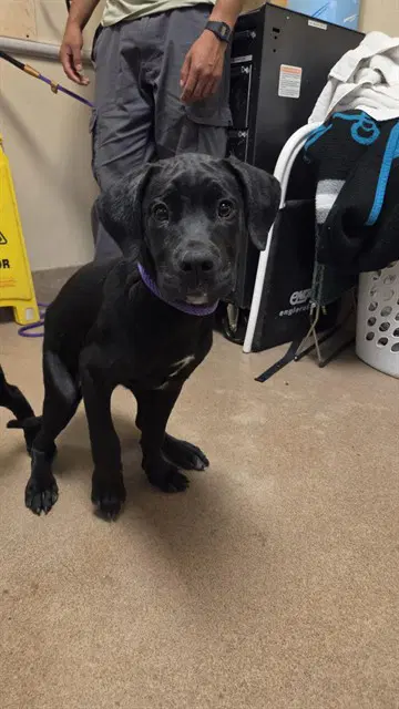 Unknown - Cane Corso Mastiff