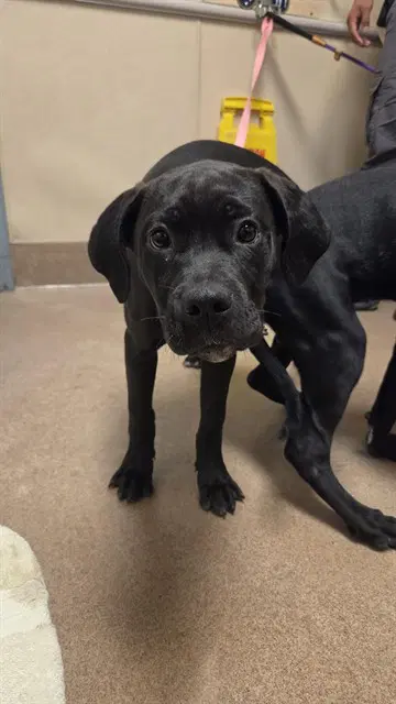 Unknown - Cane Corso Mastiff