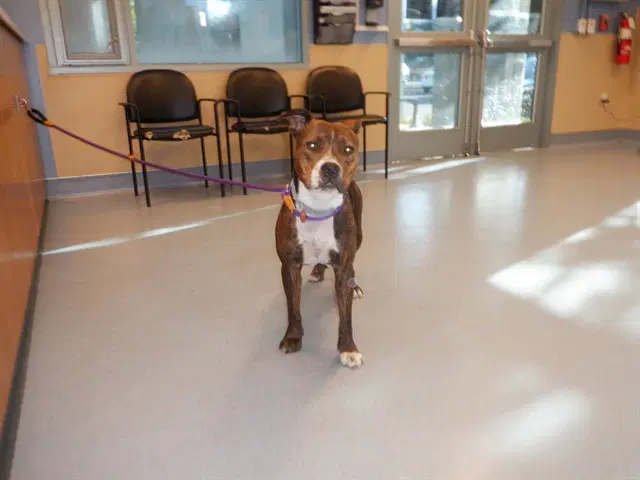 Unknown - Pit Bull Terrier