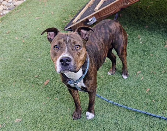 Unknown - Pit Bull Terrier