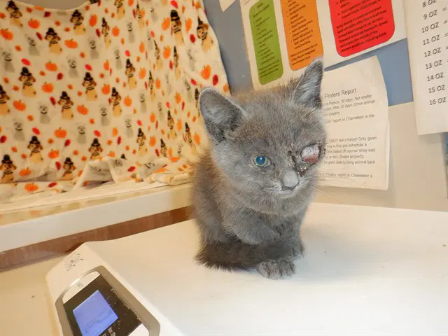 Dory - Domestic Short Hair