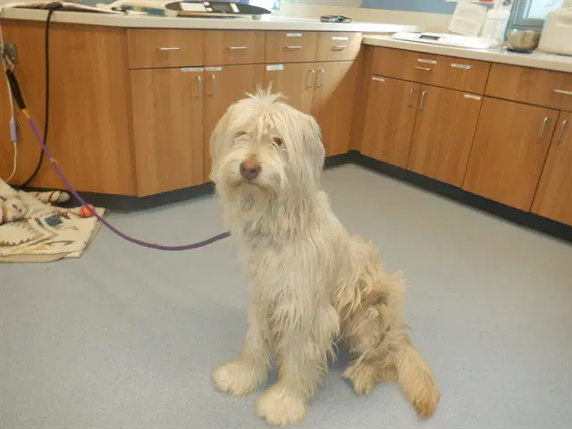 Layla - Old English Sheepdog