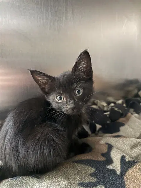 Ocho - Domestic Short Hair