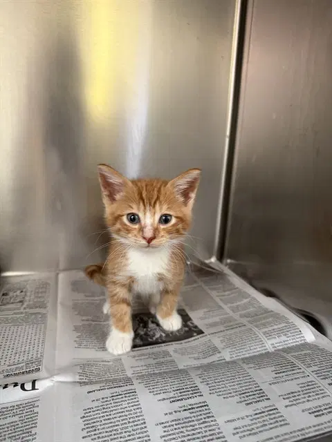 Siete - Domestic Short Hair