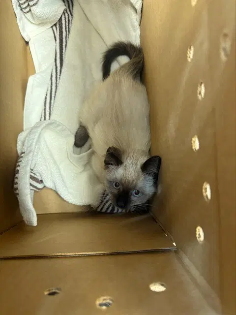 Unknown - Domestic Short Hair