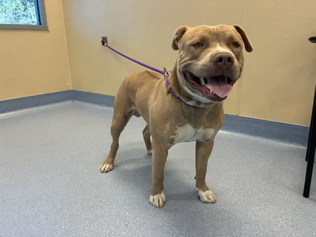 Google - Pit Bull Terrier