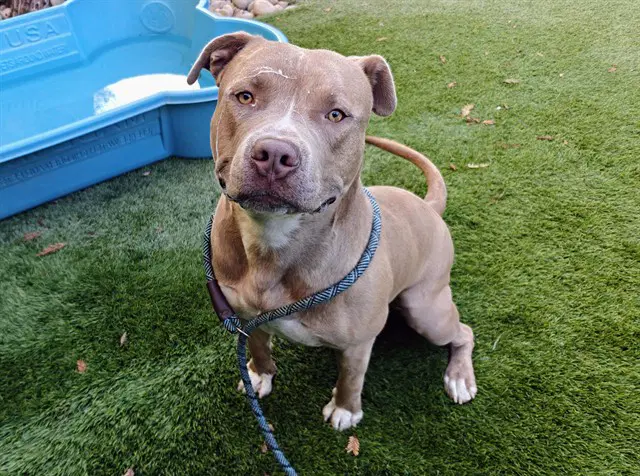 Google - Pit Bull Terrier