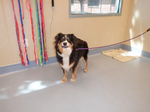 Storm - Australian Shepherd