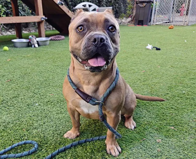 Nova - American Bulldog