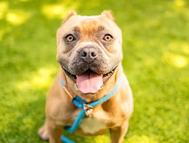 Nova - American Bulldog