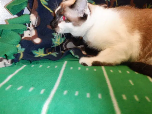 Mimi - Domestic Short Hair