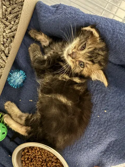 Clifford - Domestic Short Hair