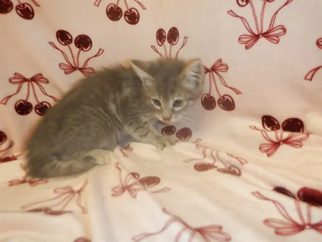 Bluey - Domestic Short Hair