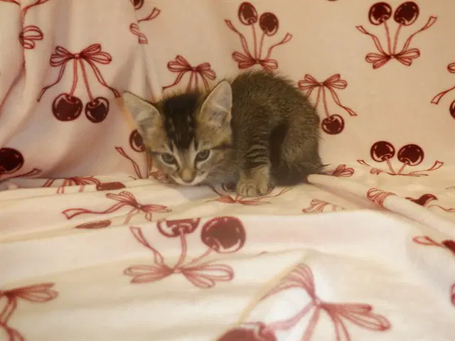 Unknown - Domestic Short Hair