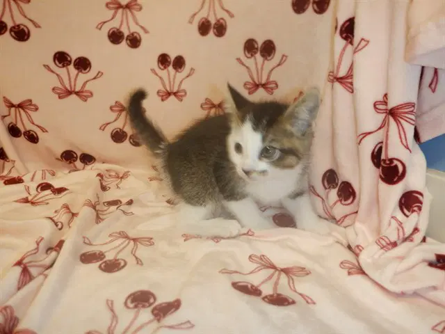 Unknown - Domestic Short Hair