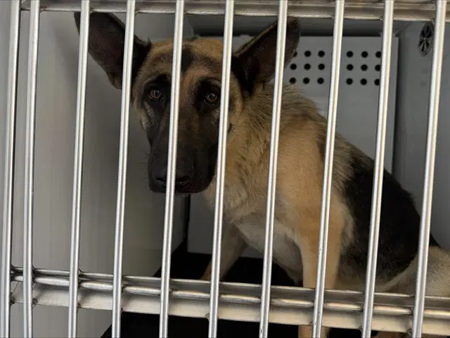 Annie Annie - German Shepherd Dog