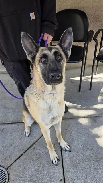 Annie Annie - German Shepherd Dog