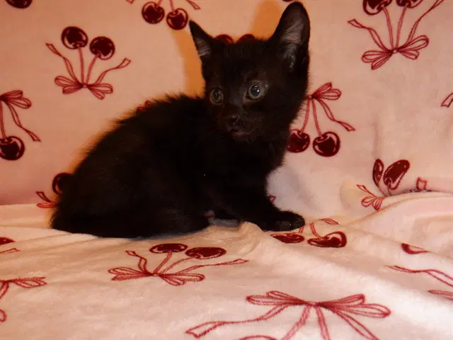 Unknown - Domestic Short Hair