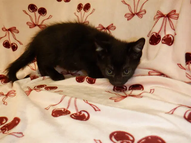 Unknown - Domestic Short Hair