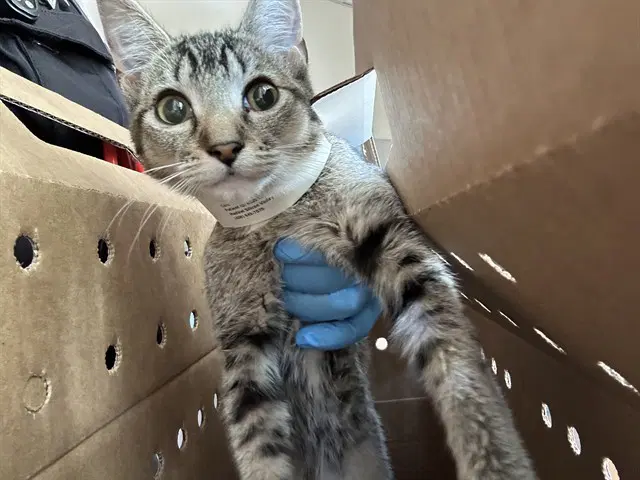 Honey Bunches - Domestic Short Hair