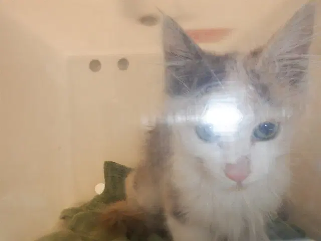 Unknown - Domestic Short Hair