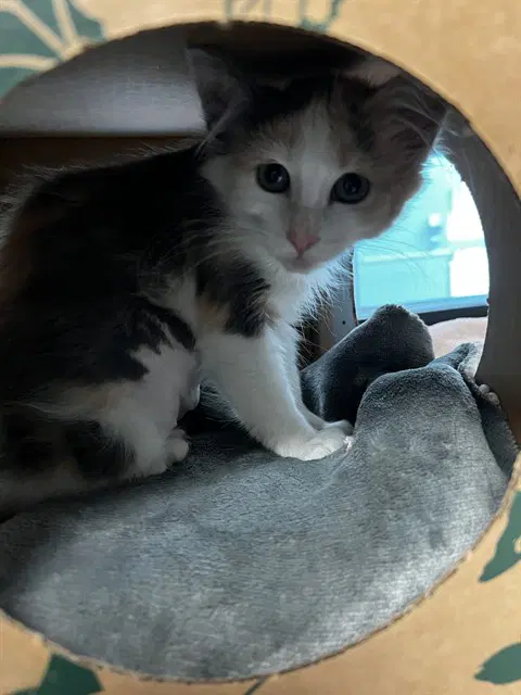 Unknown - Domestic Short Hair