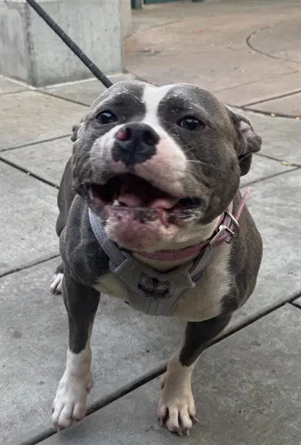Sylvie - American Bulldog