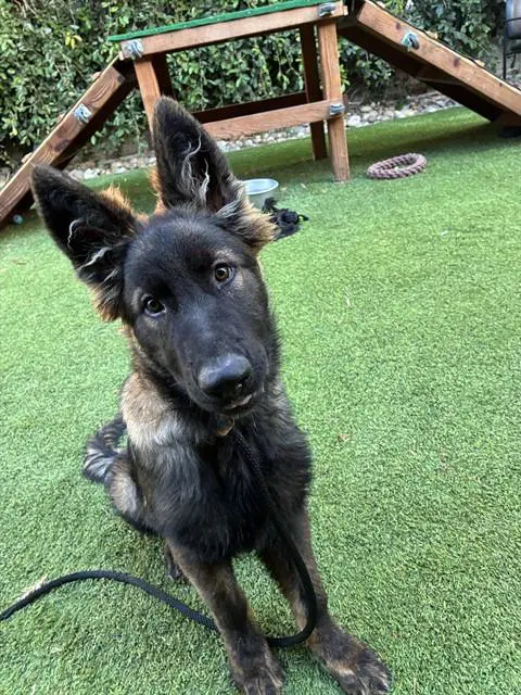 Geraldo - Dutch Shepherd