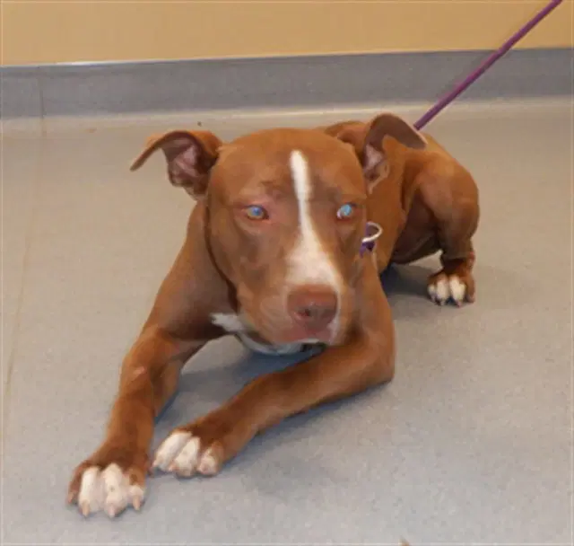 Gingersnap - American Pit Bull Terrier