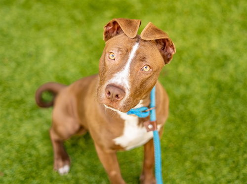 GINGERSNAP, a dog for adoption from San Jose Animal Care Center