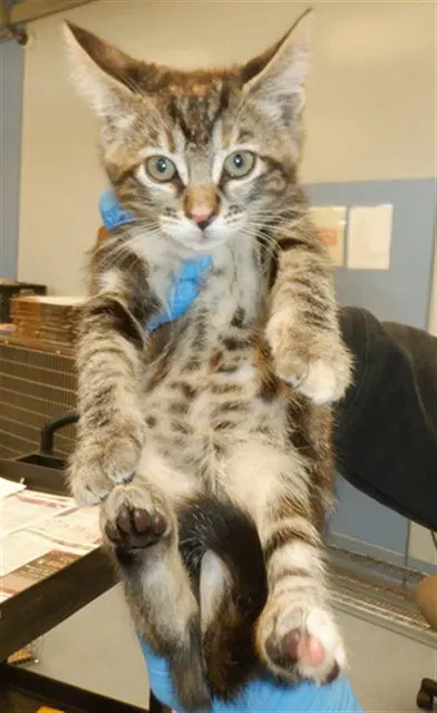 Autumn - Domestic Short Hair