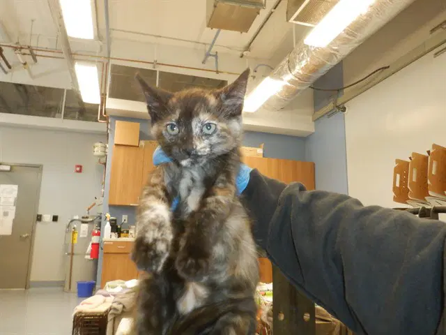 Quinn - Domestic Short Hair