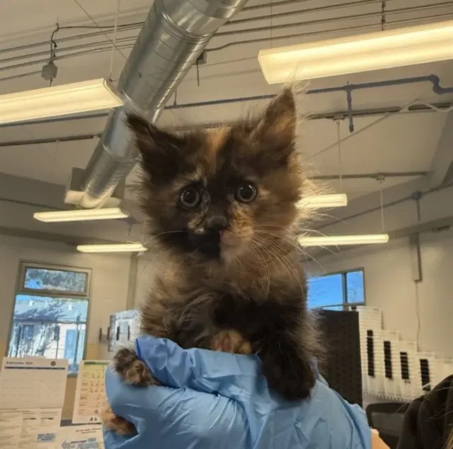 Heidi - Domestic Short Hair