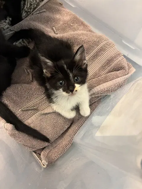 Spider Gwen - Domestic Short Hair