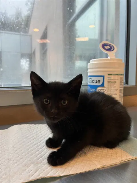 Wanda - Domestic Short Hair