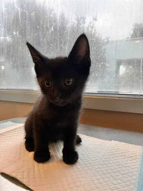 Hulk - Domestic Short Hair