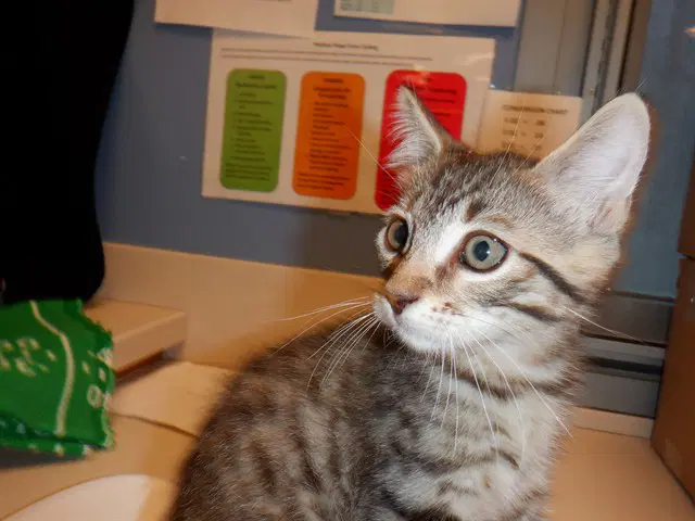 Spruce - Domestic Short Hair