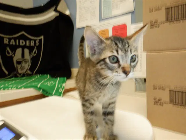 Pine - Domestic Short Hair
