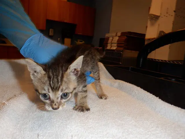 Lalo - Domestic Short Hair