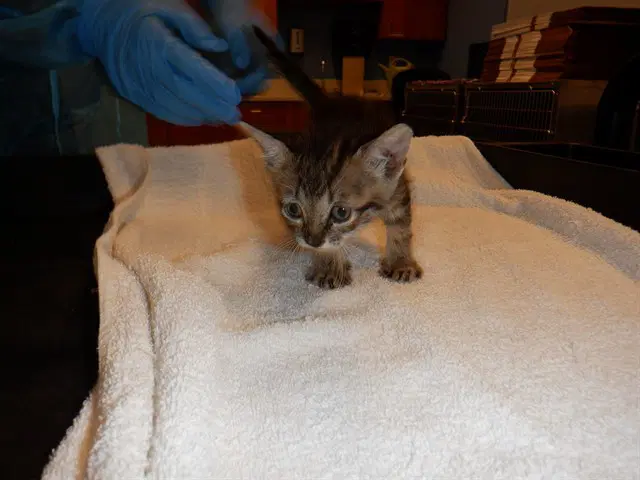 Lily - Domestic Short Hair