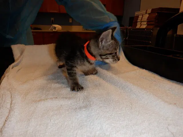 Winnie - Domestic Short Hair