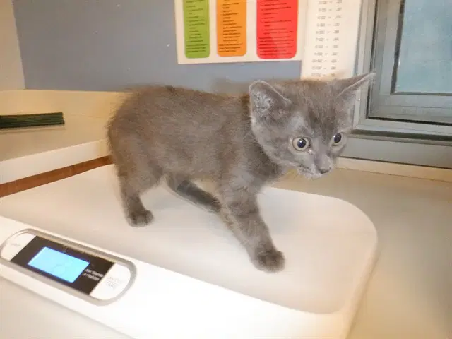 Unknown - Domestic Short Hair