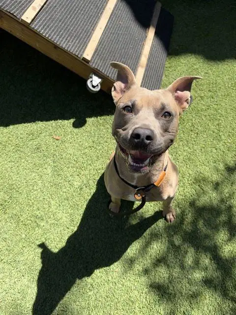 Bison - Pit Bull Terrier
