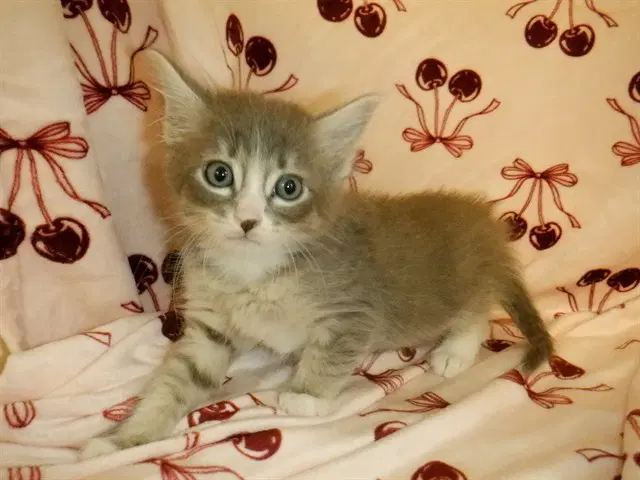 Milkshake - Domestic Short Hair