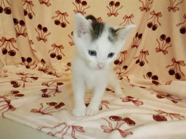 Moose - Domestic Short Hair