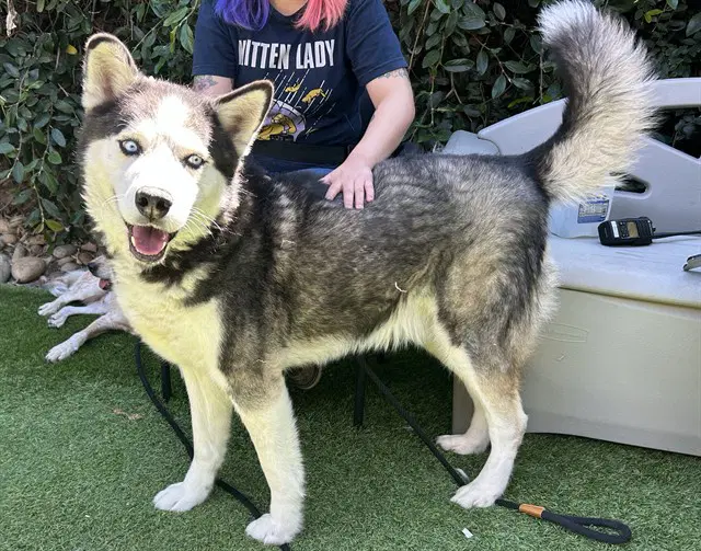 Ronin - Siberian Husky