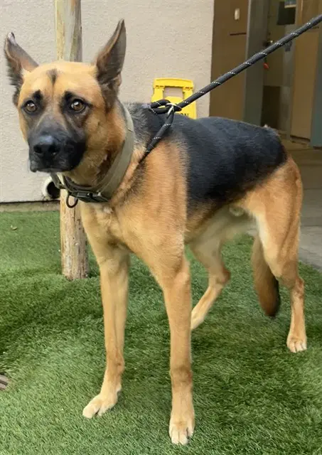 Moose - German Shepherd Dog